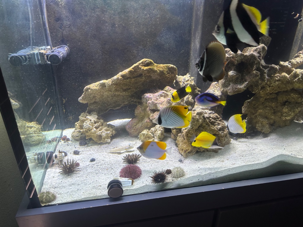 Pack) Aquacultured Tuxedo Urchins (Mespilia globulus)