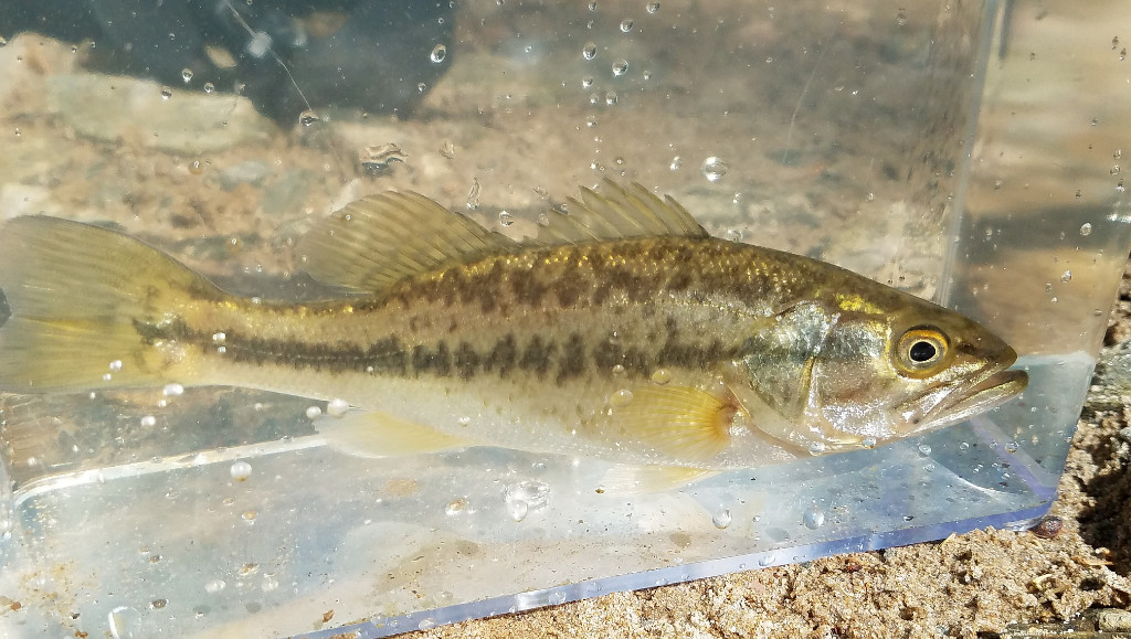 lee's specimen container