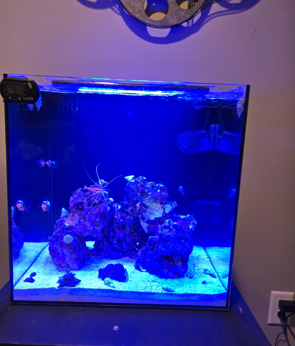 15 Gallon Beginner Saltwater Aquarium Kit Hello Reef